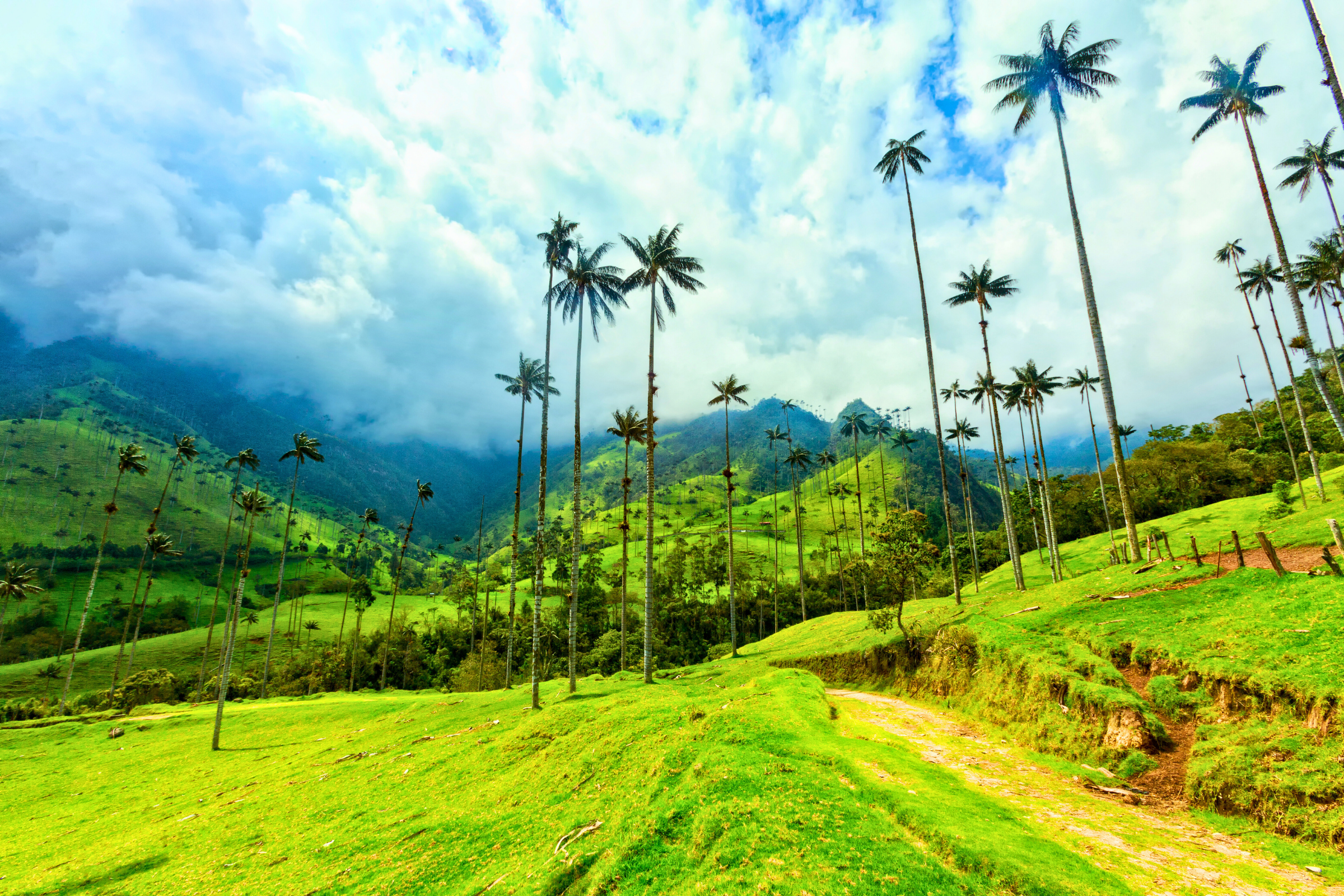 cocora valley national park (3).webp